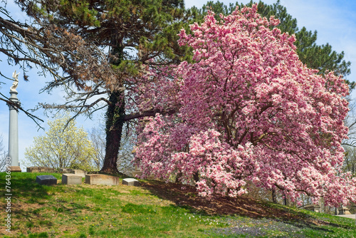 A large magnolia tree in full bloom in a Cleveland Ohio cemetery