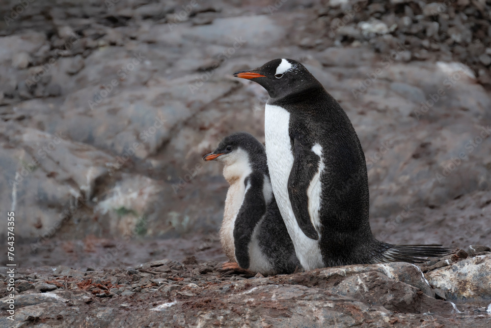 Fototapeta premium Gentoo penguin with chick on glacier in Antarctica