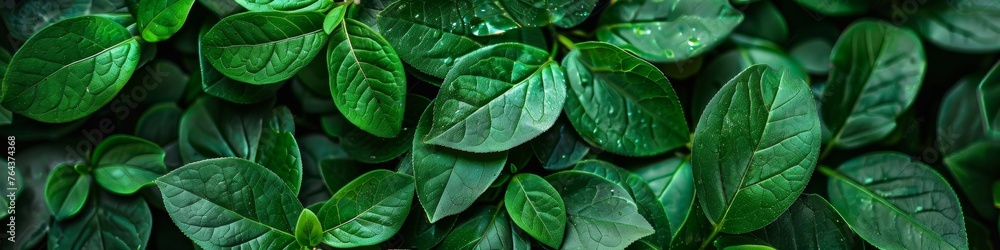 A close up of a bunch of green leaves with water droplets on them, AI - obrazy, fototapety, plakaty 