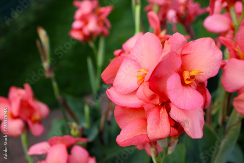 pink flowers in garden