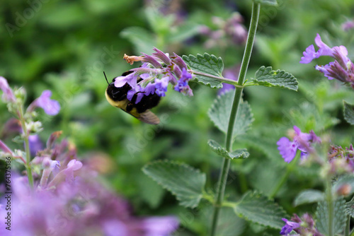 bee on a flower