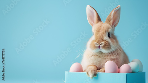 Funny easter concept holiday animal celebration greeting card - Cool cute easter bunny, rabbit sitting in gift box with pastel easter eggs, isolated on blue background © Jula Isaeva 
