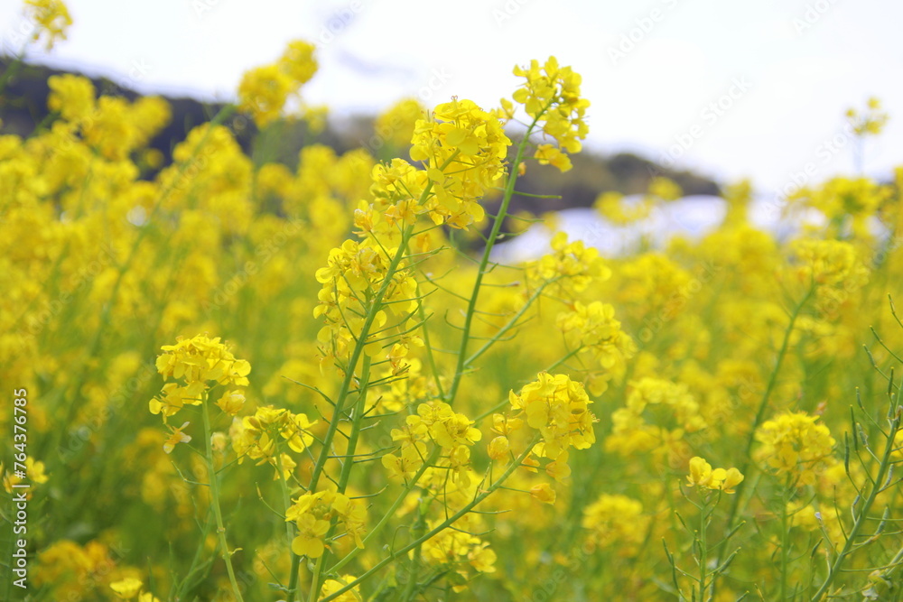 福岡県古賀市の筵内菜の花公園