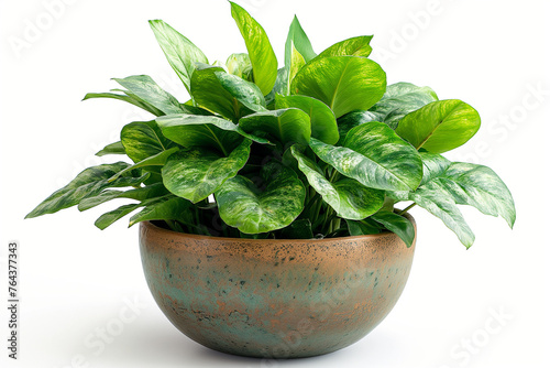 Fresh green potted plants isolated against a neutral backdrop, illustrating the beauty of indoor foliage