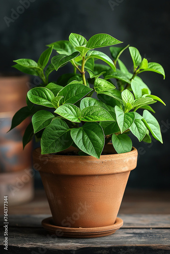 Fresh green potted plants isolated against a neutral backdrop, illustrating the beauty of indoor foliage