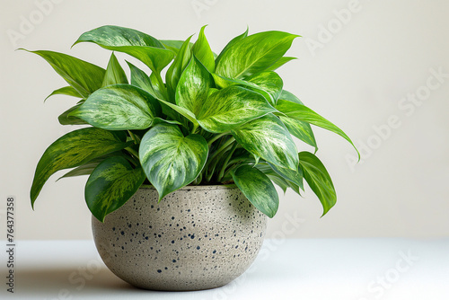 Fresh green potted plants isolated against a neutral backdrop, illustrating the beauty of indoor foliage