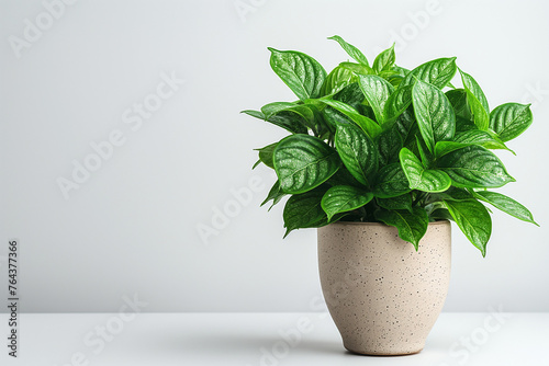 Fresh green potted plants isolated against a neutral backdrop, illustrating the beauty of indoor foliage