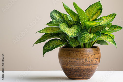 Fresh green potted plants isolated against a neutral backdrop, illustrating the beauty of indoor foliage