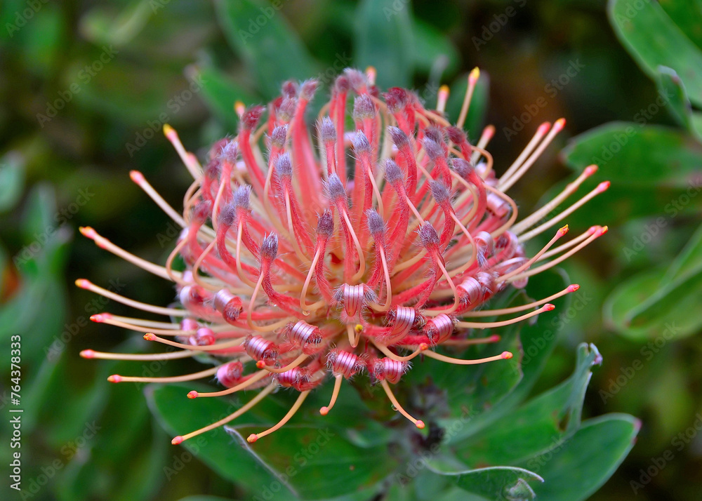 Leucospermum Scarlet Ribbon in Kahanu National Tropical Botanical Garden, Maui, HI, November Leucospermum Scarlet Ribbon in Kahanu National Tropical Botanical Garden, Maui, HI, November