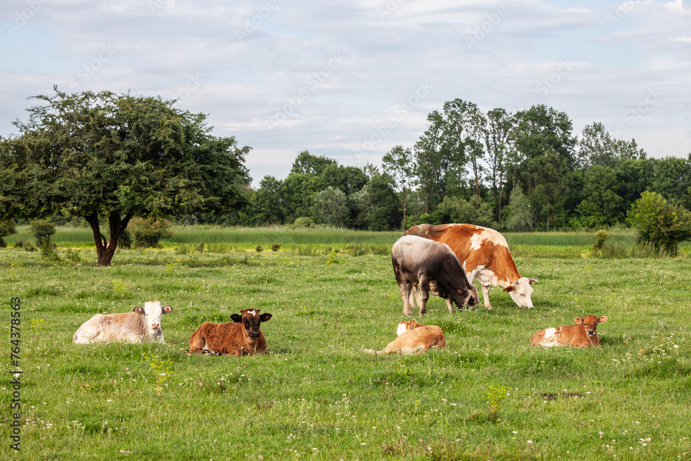 Selective blur on a herd of cows, some young laying, some older standing, including a a Holstein frisian cow, with its typical brown and white fur in a grassland pasture in Zasavica, Serbia.