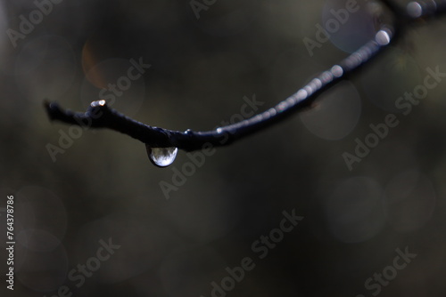 drops on a branch