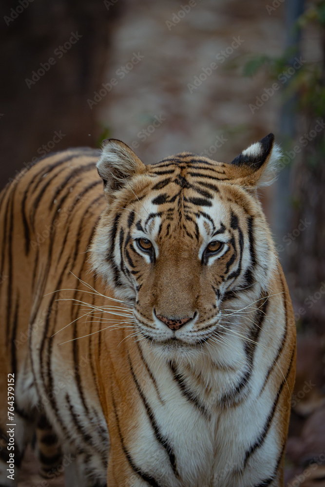 Obraz premium tiger in the wild