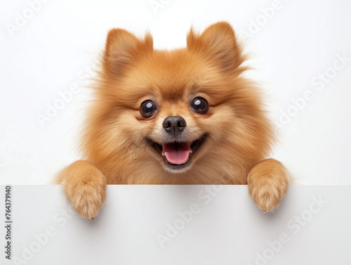 Happy cute pomeranian peeking out and hanging its paw on blank poster board against white background. Blank copyspace for text.