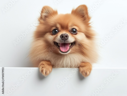Happy cute pomeranian peeking out and hanging its paw on blank poster board against white background. Blank copyspace for text.