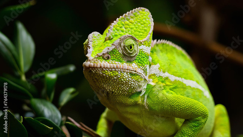 Green Chameleon  Close-up Photograph  Generative AI