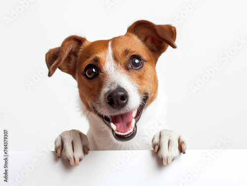 Happy cute jack terrier dog peeking out and hanging its paw on blank poster board against white background. Blank copyspace for text. © thebaikers