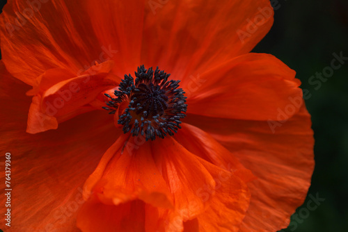 poppy flower in the garden