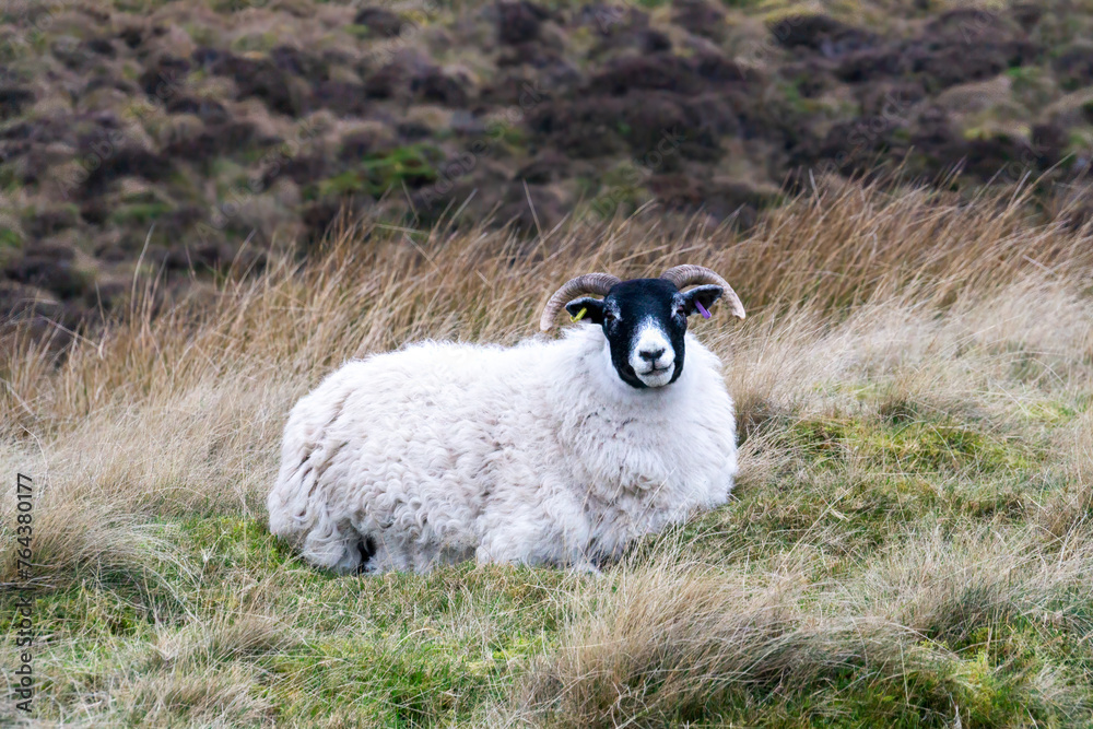 Sheep on the grass outside, looking at camera. High quality photo Sheep on the grass outside, looking at camera. High quality photo