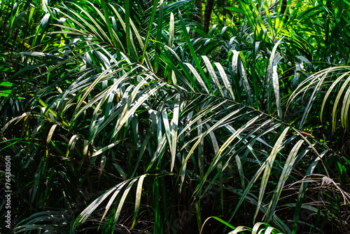 Rainforest foliage plants bushes (ferns, palm, philodendrons and tropic plants leaves) in tropical garden on black background, forest background.