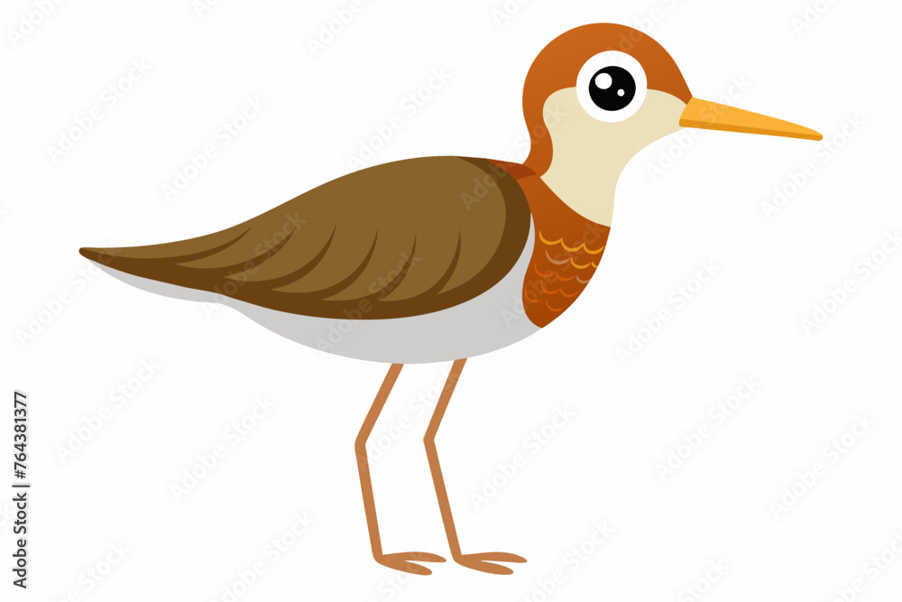 sandplper bird vector illustration sandplper bird vector illustration