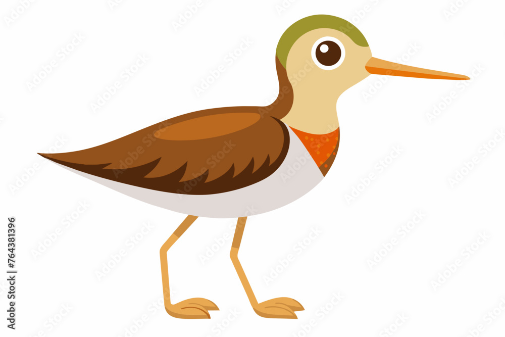 sandplper bird vector illustration sandplper bird vector illustration