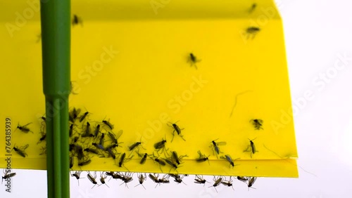 Yellow sticky paper with trapped fungus gnats closeup photo