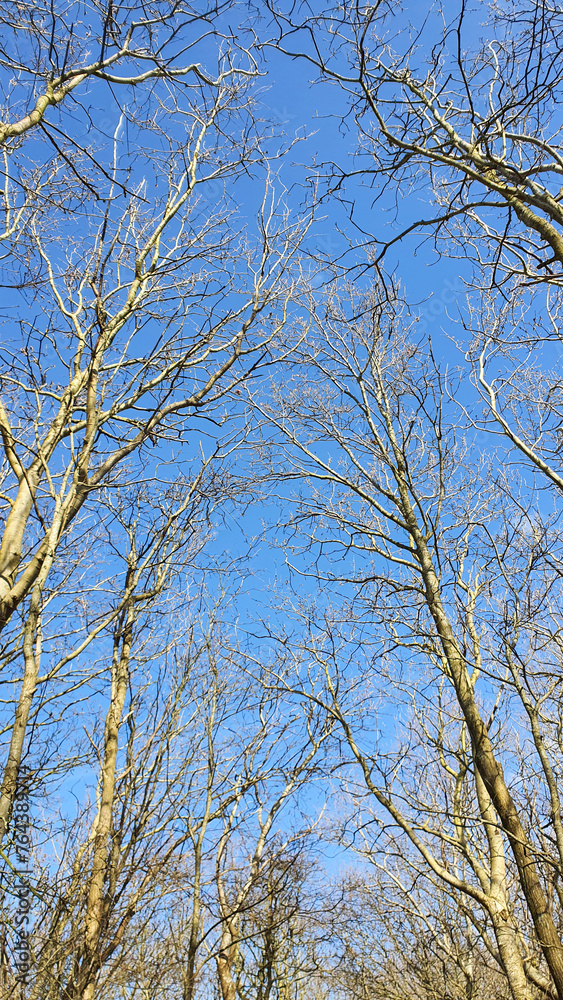 Fototapeta premium trees in the sky