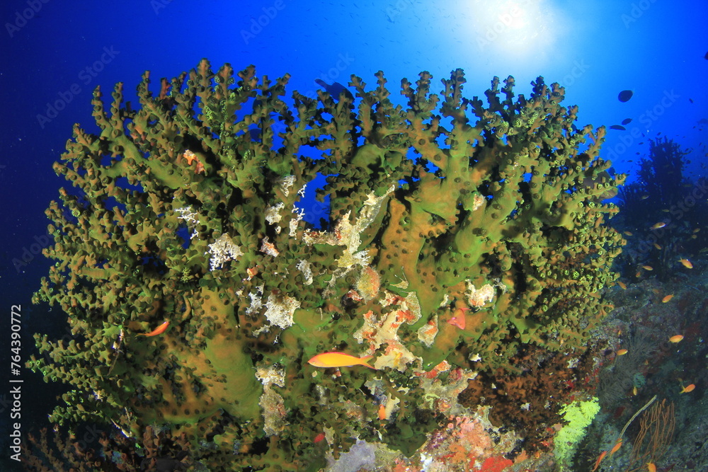 Naklejka premium Green landscape of fan-shaped hard coral on the Indian Ocean floor