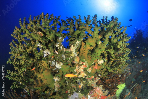 Green landscape of fan-shaped hard coral on the Indian Ocean floor
