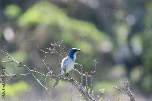 Sun shining on a California Scrub-Jay at Bodega Head photo