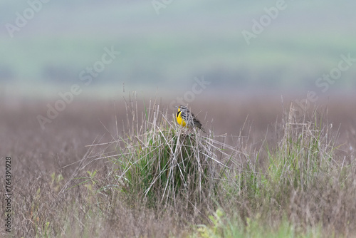 Western Meadowlark perches on a tuft of grass at Tolay Lake Regional Park photo