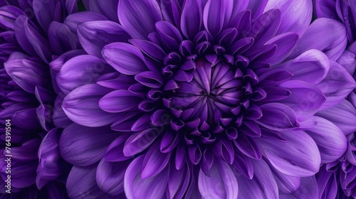 A detailed image of a purple Chrysanthemum flower at a close distance.