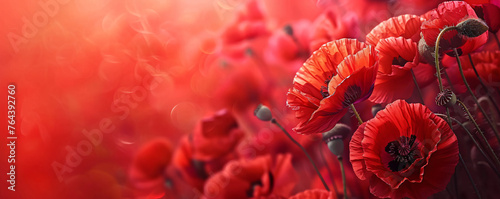 Close up of red poppy flowers on a blurred red field background, border design with copy space, studio shot in a vibrant color scheme with natural light