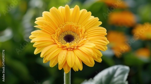 A flower called yellow gerbera.