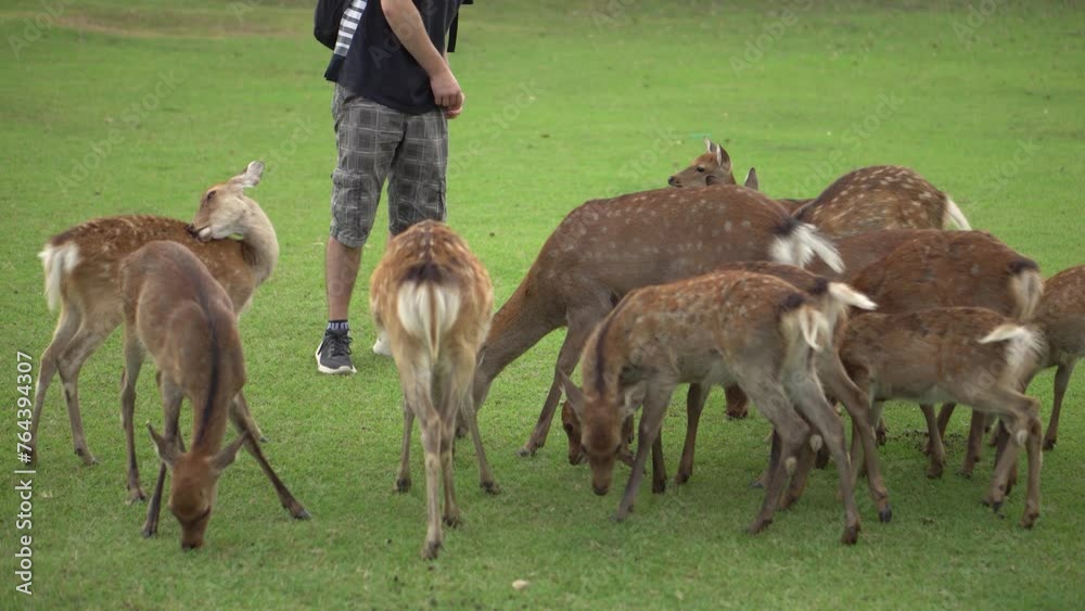 Group of Young Japanese Brown Spotted Deer Grazing on Meadow and Begging for Food in Nara, Japan Group of Young Japanese Brown Spotted Deer Grazing on Meadow and Begging for Food in Nara, Japan