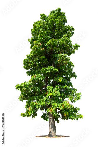 Trees isolated on white background, tropical trees isolated used for design, advertising and architecture
