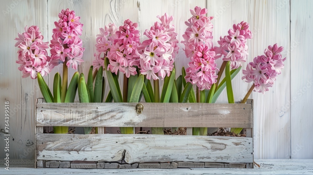 Pink hyacinths in a box with a white background of wooden planks and a wall, with focus on the