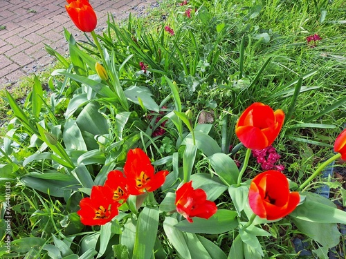 red tulips in the garden © FARYAL