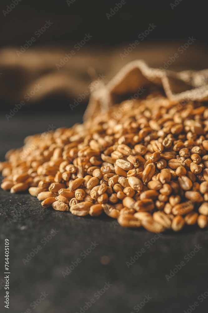 Obraz premium Wheat grain spills out of burlap on a black background