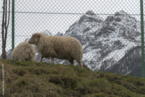 Schaf vor Maschendrahtzaun und schneebedecktem Berg
