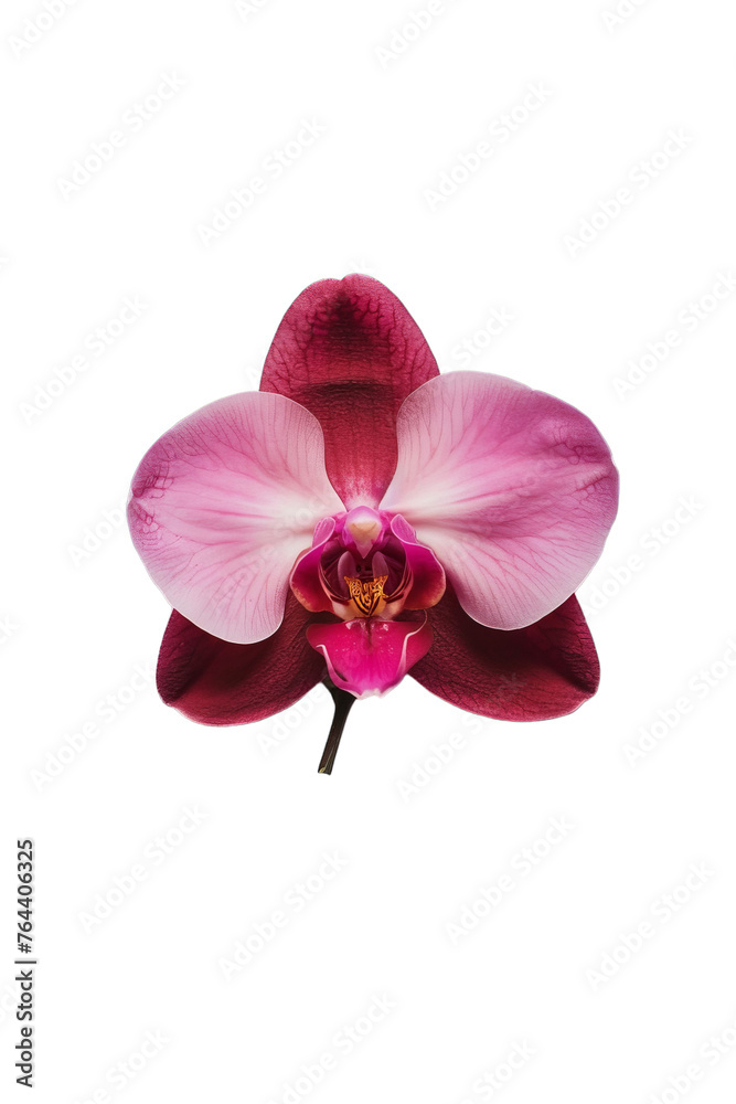 Obraz premium Orchid Flower Isolated
