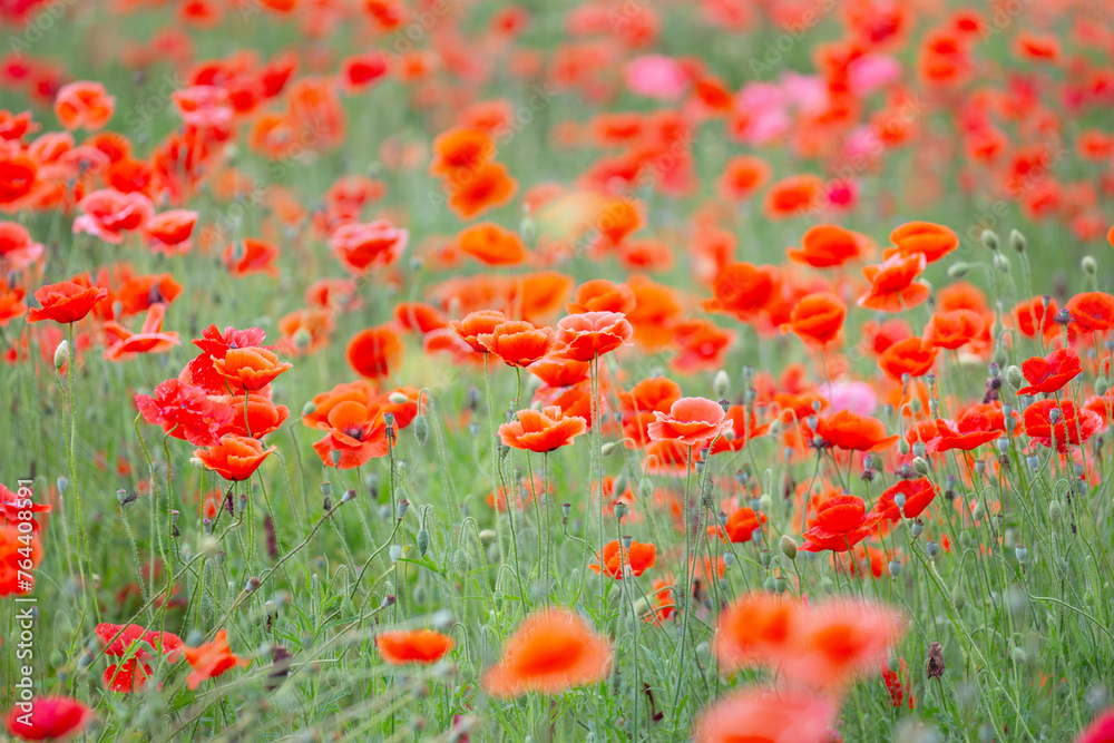 Obraz premium ポピー