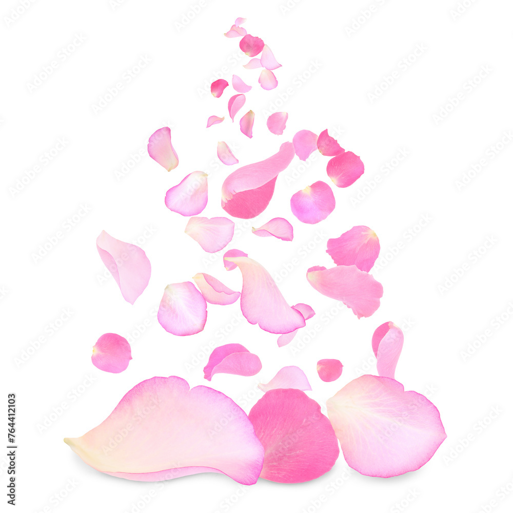 Pink rose petals flying on white background