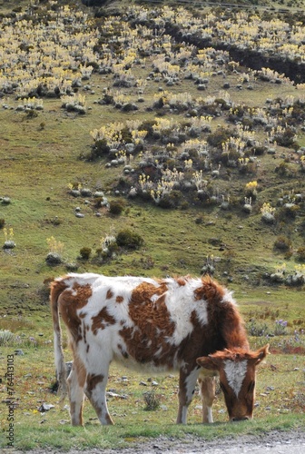 Unas vacas de montaña disfrutando del clima fresco.