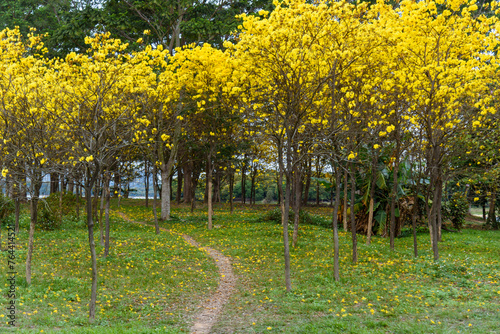 Golden Tabebuia chrysotricha or golden trumpet tree bloom in spring. Golden flowers in the park in south china.

 photo