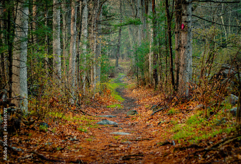 Fototapeta premium Nature trail through the woods on a fall afternoon