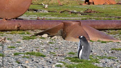 Gentoo penguin (Pygoscelis papua) in the old shipyard at the historic whaling station on Stromness, South Georgia Island photo