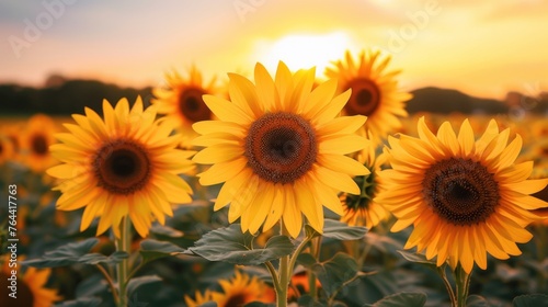 field of yellow sunflower flowers. summer background © megavectors