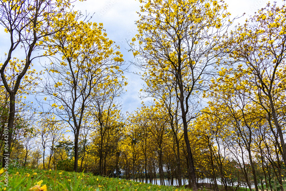 Golden Tabebuia chrysotricha or golden trumpet tree bloom in spring. Golden flowers in the park in south china.
