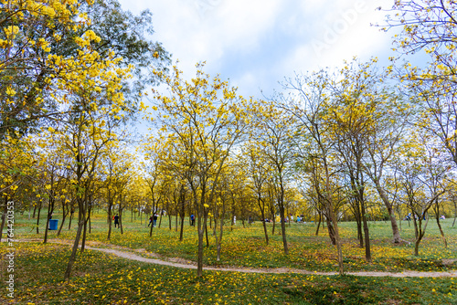 Golden Tabebuia chrysotricha or golden trumpet tree bloom in spring. Golden flowers in the park in south china.






 photo